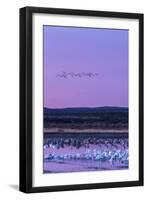 New Mexico, Bosque Del Apache National Wildlife Refuge. Snow Geese and Sandhill Cranes at Sunrise-Jaynes Gallery-Framed Photographic Print