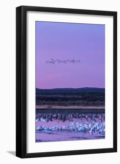 New Mexico, Bosque Del Apache National Wildlife Refuge. Snow Geese and Sandhill Cranes at Sunrise-Jaynes Gallery-Framed Photographic Print