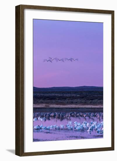 New Mexico, Bosque Del Apache National Wildlife Refuge. Snow Geese and Sandhill Cranes at Sunrise-Jaynes Gallery-Framed Photographic Print