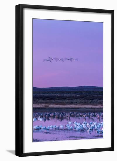 New Mexico, Bosque Del Apache National Wildlife Refuge. Snow Geese and Sandhill Cranes at Sunrise-Jaynes Gallery-Framed Photographic Print