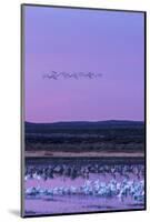 New Mexico, Bosque Del Apache National Wildlife Refuge. Snow Geese and Sandhill Cranes at Sunrise-Jaynes Gallery-Mounted Photographic Print