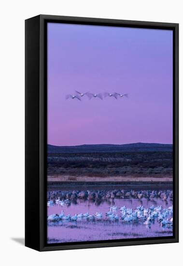 New Mexico, Bosque Del Apache National Wildlife Refuge. Snow Geese and Sandhill Cranes at Sunrise-Jaynes Gallery-Framed Stretched Canvas