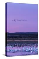 New Mexico, Bosque Del Apache National Wildlife Refuge. Snow Geese and Sandhill Cranes at Sunrise-Jaynes Gallery-Stretched Canvas