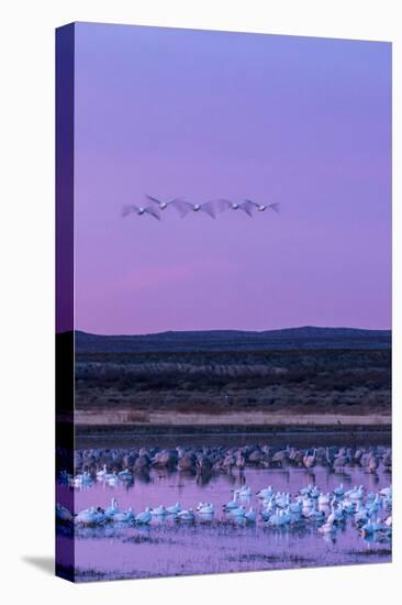 New Mexico, Bosque Del Apache National Wildlife Refuge. Snow Geese and Sandhill Cranes at Sunrise-Jaynes Gallery-Stretched Canvas