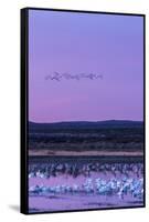 New Mexico, Bosque Del Apache National Wildlife Refuge. Snow Geese and Sandhill Cranes at Sunrise-Jaynes Gallery-Framed Stretched Canvas