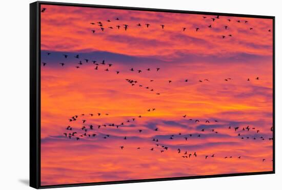 New Mexico, Bosque Del Apache National Wildlife Refuge. Snow Geese Flying at Sunrise-Jaynes Gallery-Framed Stretched Canvas