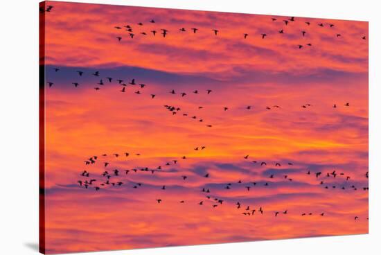 New Mexico, Bosque Del Apache National Wildlife Refuge. Snow Geese Flying at Sunrise-Jaynes Gallery-Stretched Canvas