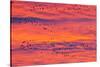 New Mexico, Bosque Del Apache National Wildlife Refuge. Snow Geese Flying at Sunrise-Jaynes Gallery-Stretched Canvas