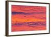 New Mexico, Bosque Del Apache National Wildlife Refuge. Snow Geese Flying at Sunrise-Jaynes Gallery-Framed Photographic Print