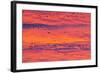 New Mexico, Bosque Del Apache National Wildlife Refuge. Snow Geese Flying at Sunrise-Jaynes Gallery-Framed Photographic Print