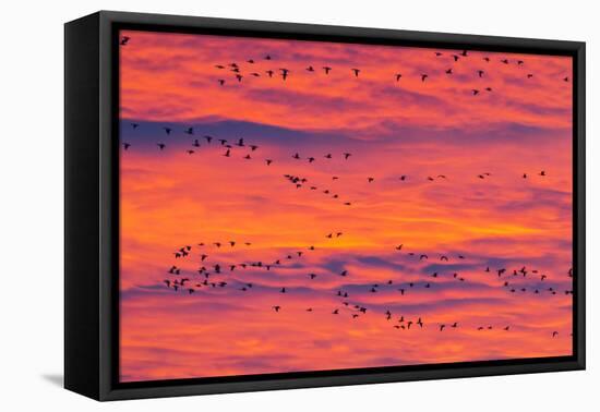 New Mexico, Bosque Del Apache National Wildlife Refuge. Snow Geese Flying at Sunrise-Jaynes Gallery-Framed Stretched Canvas