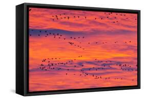 New Mexico, Bosque Del Apache National Wildlife Refuge. Snow Geese Flying at Sunrise-Jaynes Gallery-Framed Stretched Canvas