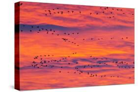 New Mexico, Bosque Del Apache National Wildlife Refuge. Snow Geese Flying at Sunrise-Jaynes Gallery-Stretched Canvas