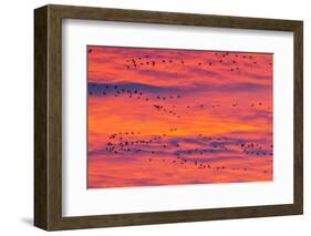 New Mexico, Bosque Del Apache National Wildlife Refuge. Snow Geese Flying at Sunrise-Jaynes Gallery-Framed Photographic Print