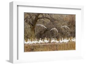 New Mexico, Bosque Del Apache National Wildlife Refuge. Snow Geese Taking Flight-Jaynes Gallery-Framed Photographic Print