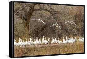 New Mexico, Bosque Del Apache National Wildlife Refuge. Snow Geese Taking Flight-Jaynes Gallery-Framed Stretched Canvas