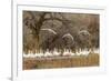 New Mexico, Bosque Del Apache National Wildlife Refuge. Snow Geese Taking Flight-Jaynes Gallery-Framed Photographic Print