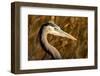 New Mexico, Bosque Del Apache Natural Wildlife Refuge. Great Blue Heron Profile-Jaynes Gallery-Framed Photographic Print