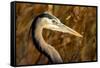 New Mexico, Bosque Del Apache Natural Wildlife Refuge. Great Blue Heron Profile-Jaynes Gallery-Framed Stretched Canvas