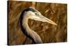New Mexico, Bosque Del Apache Natural Wildlife Refuge. Great Blue Heron Profile-Jaynes Gallery-Stretched Canvas