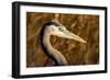 New Mexico, Bosque Del Apache Natural Wildlife Refuge. Great Blue Heron Profile-Jaynes Gallery-Framed Photographic Print