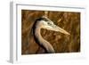 New Mexico, Bosque Del Apache Natural Wildlife Refuge. Great Blue Heron Profile-Jaynes Gallery-Framed Photographic Print