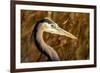 New Mexico, Bosque Del Apache Natural Wildlife Refuge. Great Blue Heron Profile-Jaynes Gallery-Framed Photographic Print
