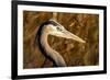 New Mexico, Bosque Del Apache Natural Wildlife Refuge. Great Blue Heron Profile-Jaynes Gallery-Framed Photographic Print