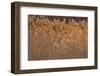 New Mexico, Bosque del Apache NWR. Backlit Grasses-Don Paulson-Framed Photographic Print