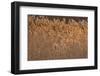 New Mexico, Bosque del Apache NWR. Backlit Grasses-Don Paulson-Framed Photographic Print