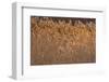 New Mexico, Bosque del Apache NWR. Backlit Grasses-Don Paulson-Framed Photographic Print