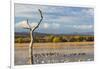 New Mexico, Bosque del Apache NWR. Canada and Snow Geese in Water-Don Paulson-Framed Photographic Print