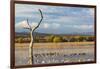 New Mexico, Bosque del Apache NWR. Canada and Snow Geese in Water-Don Paulson-Framed Photographic Print