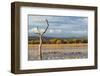 New Mexico, Bosque del Apache NWR. Canada and Snow Geese in Water-Don Paulson-Framed Photographic Print