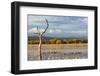 New Mexico, Bosque del Apache NWR. Canada and Snow Geese in Water-Don Paulson-Framed Photographic Print