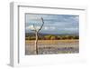 New Mexico, Bosque del Apache NWR. Canada and Snow Geese in Water-Don Paulson-Framed Photographic Print