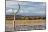 New Mexico, Bosque del Apache NWR. Canada and Snow Geese in Water-Don Paulson-Mounted Photographic Print
