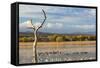 New Mexico, Bosque del Apache NWR. Canada and Snow Geese in Water-Don Paulson-Framed Stretched Canvas