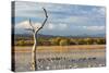 New Mexico, Bosque del Apache NWR. Canada and Snow Geese in Water-Don Paulson-Stretched Canvas