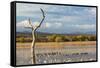 New Mexico, Bosque del Apache NWR. Canada and Snow Geese in Water-Don Paulson-Framed Stretched Canvas