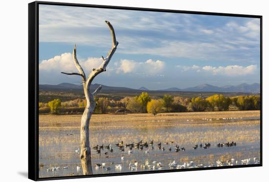 New Mexico, Bosque del Apache NWR. Canada and Snow Geese in Water-Don Paulson-Framed Stretched Canvas