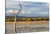 New Mexico, Bosque del Apache NWR. Canada and Snow Geese in Water-Don Paulson-Stretched Canvas