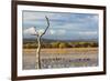 New Mexico, Bosque del Apache NWR. Canada and Snow Geese in Water-Don Paulson-Framed Photographic Print