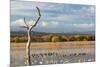 New Mexico, Bosque del Apache NWR. Canada and Snow Geese in Water-Don Paulson-Mounted Photographic Print