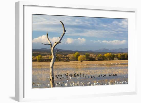 New Mexico, Bosque del Apache NWR. Canada and Snow Geese in Water-Don Paulson-Framed Photographic Print