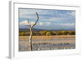 New Mexico, Bosque del Apache NWR. Canada and Snow Geese in Water-Don Paulson-Framed Photographic Print