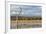 New Mexico, Bosque del Apache NWR. Canada and Snow Geese in Water-Don Paulson-Framed Photographic Print