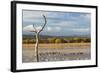 New Mexico, Bosque del Apache NWR. Canada and Snow Geese in Water-Don Paulson-Framed Photographic Print