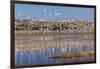 New Mexico, Bosque del Apache NWR. Fall Colors in Grasses-Don Paulson-Framed Photographic Print