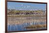 New Mexico, Bosque del Apache NWR. Fall Colors in Grasses-Don Paulson-Framed Photographic Print